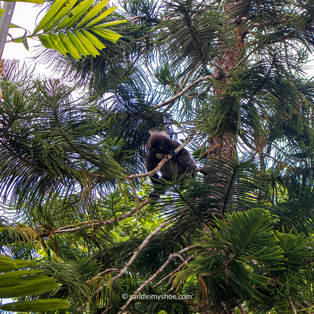 Close‑up of a dusky leaf monkey in a tree, showing its dark fur and white eye rings.