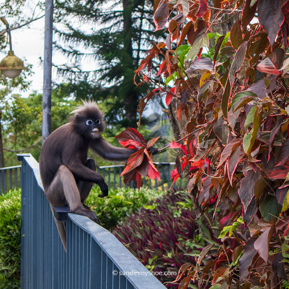 Dusky leaf monkey reaching toward leaves, appearing to choose which one to eat.