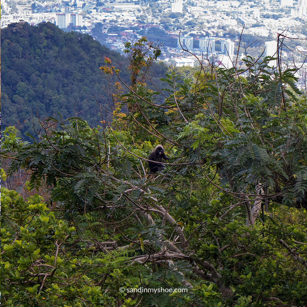 Dusky leaf monkey sitting high in a tree, partially hidden among the leaves.