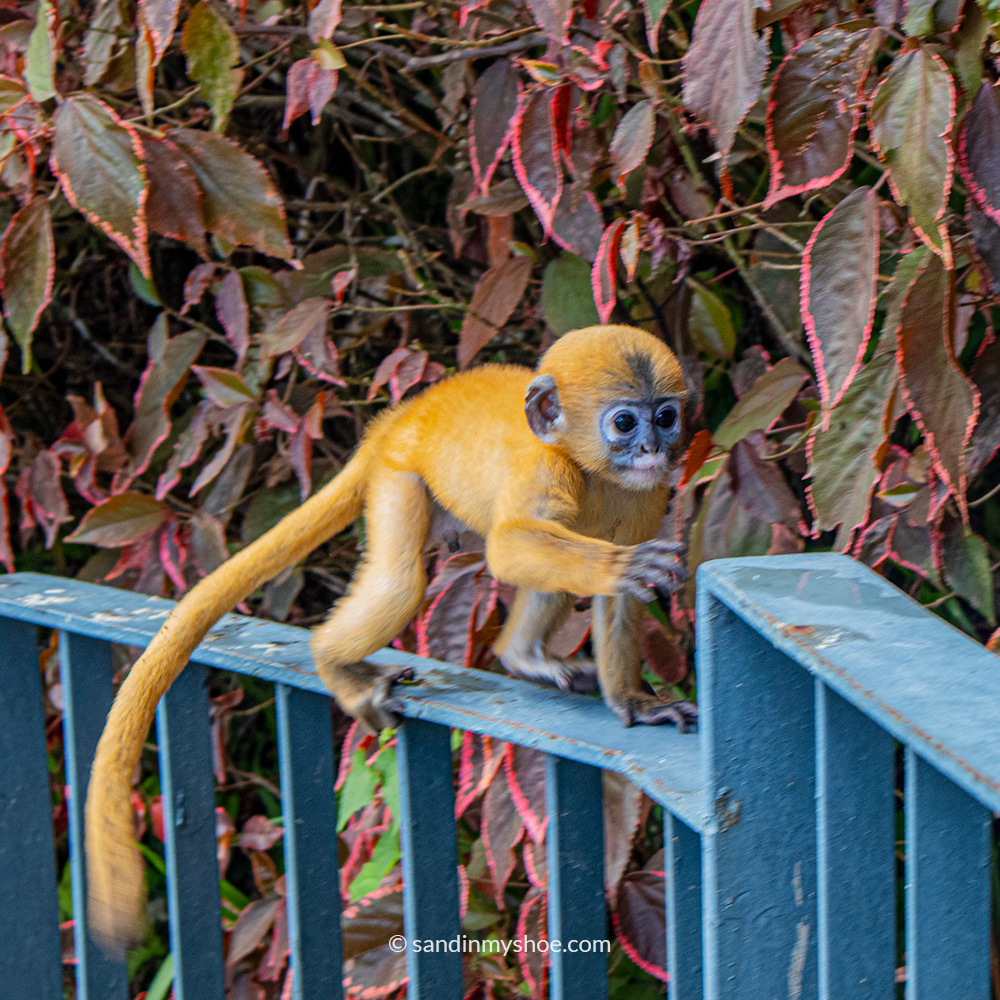 A golden dusky leaf monkey running
