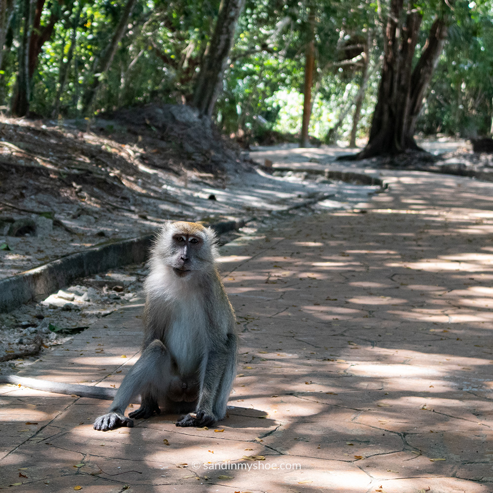 A long-tail macaque posing calmy before the storm at Turtle Beach.