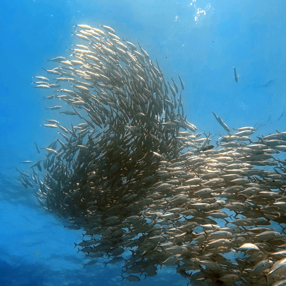Sardine run in Moalboal, one of the reasons this area stands out when planning where to go in the Philippines.