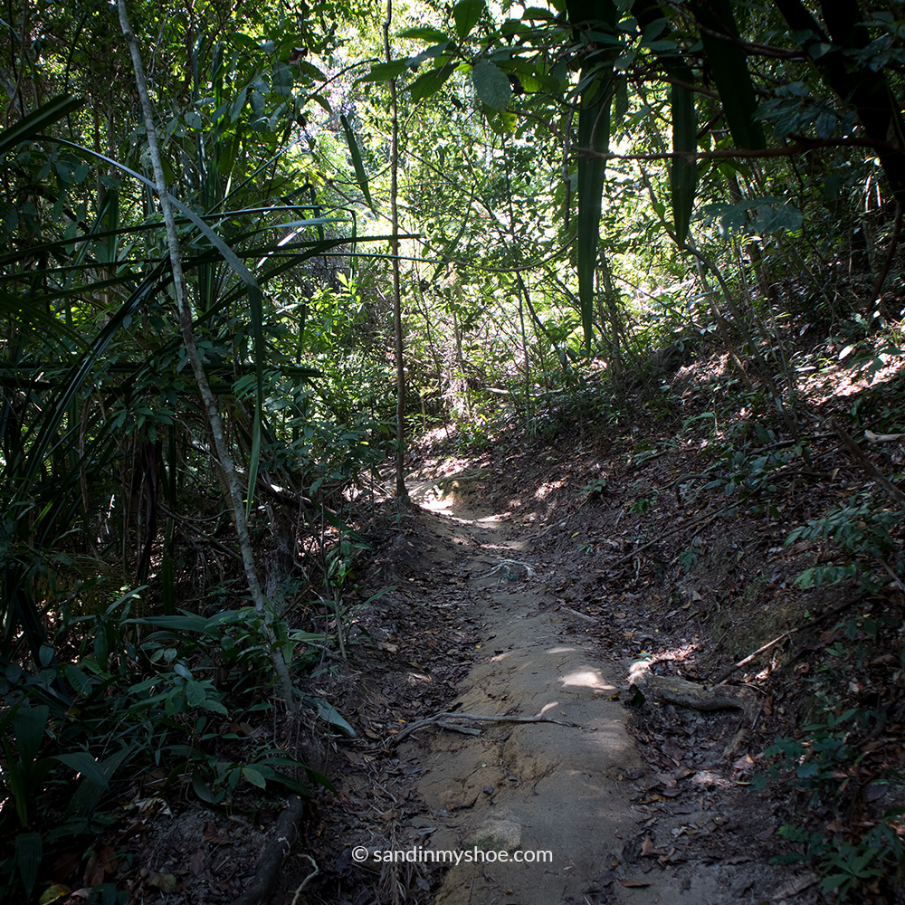 Earthy trail in Penang National Park, Malaysia