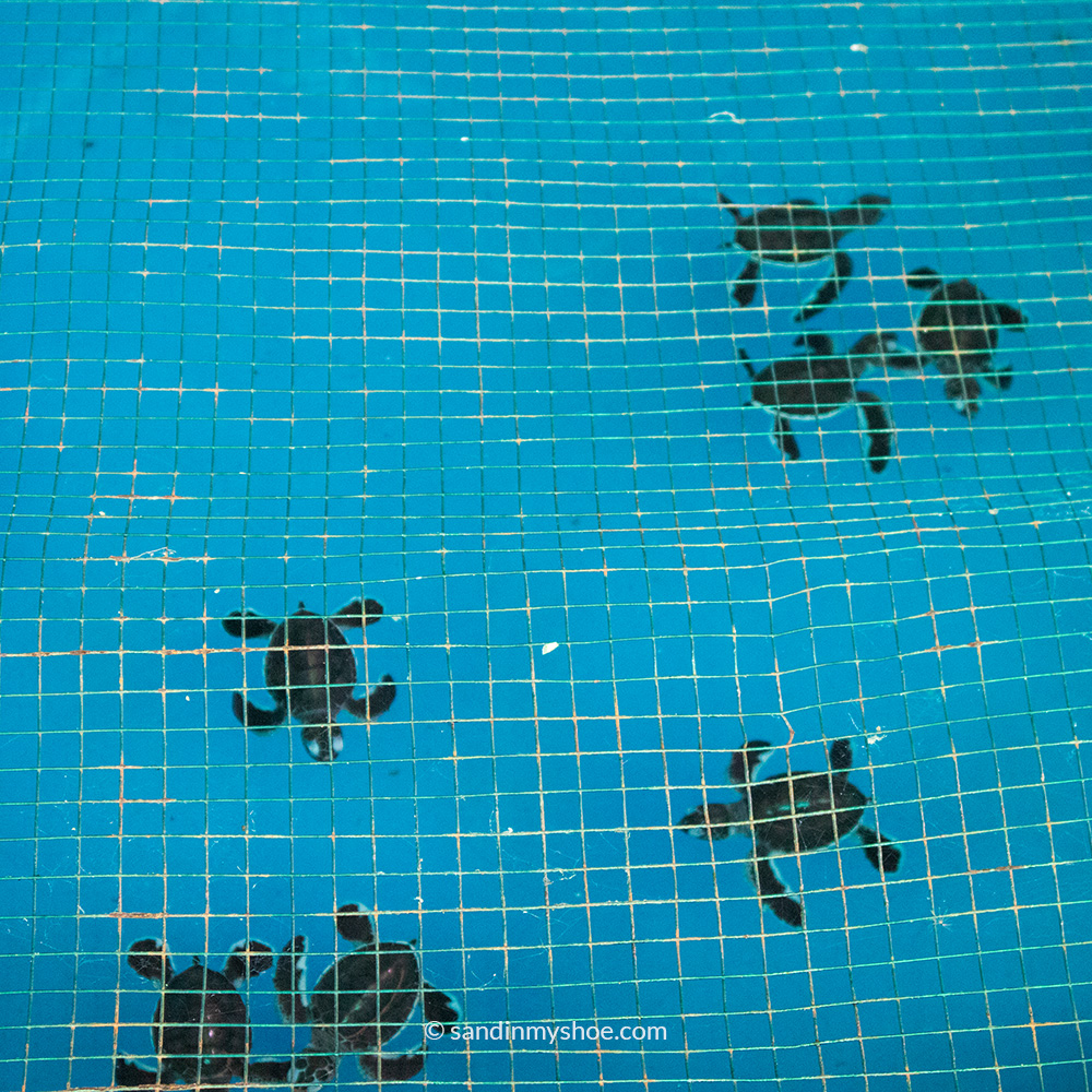 A group of newly hatched baby turtles swimming in a shallow safekeeping pool.