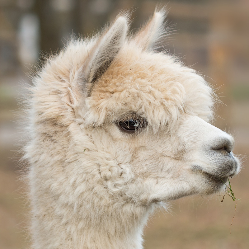 Alpaca in Kundasang.