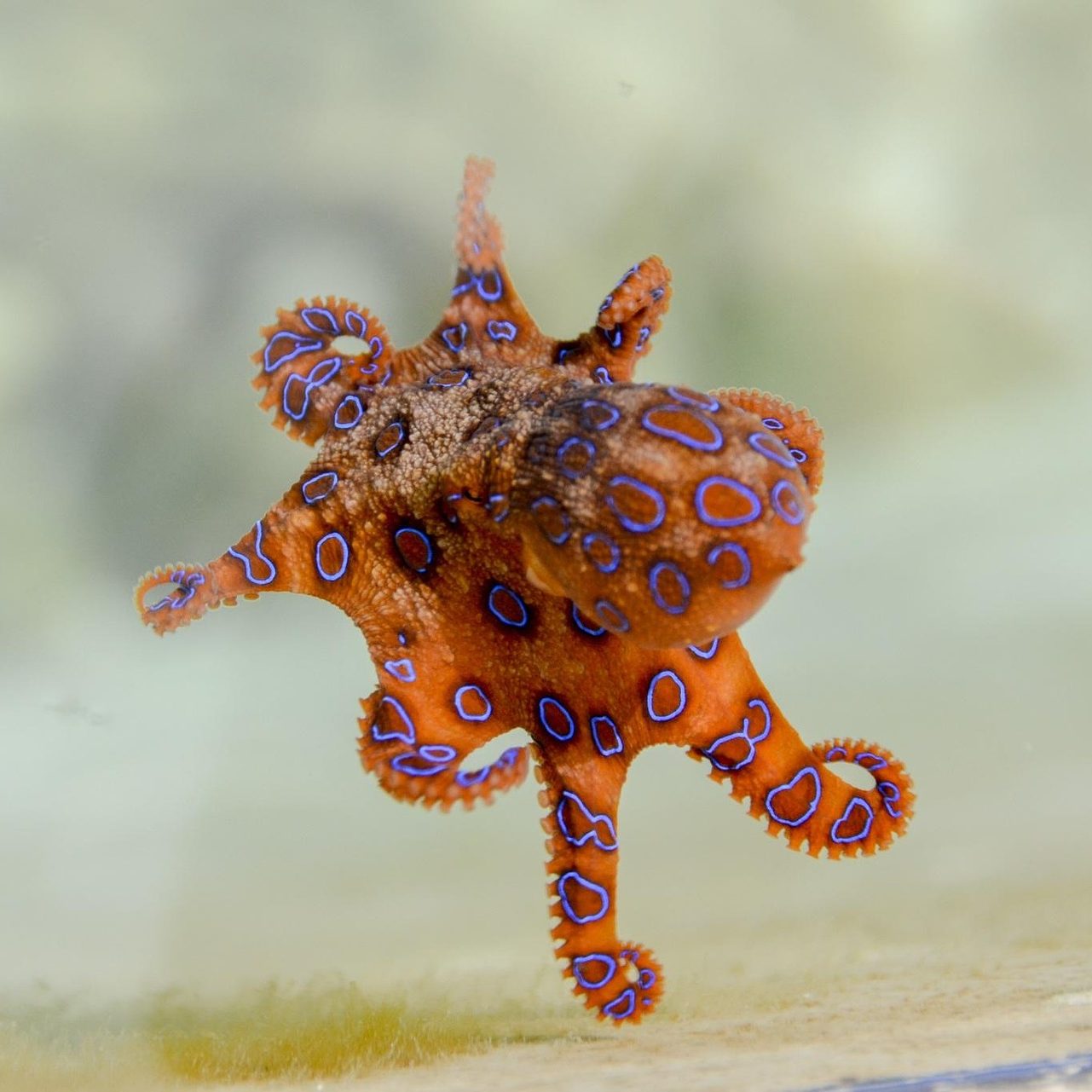 Blue‑ringed octopus showing its vivid electric‑blue rings.