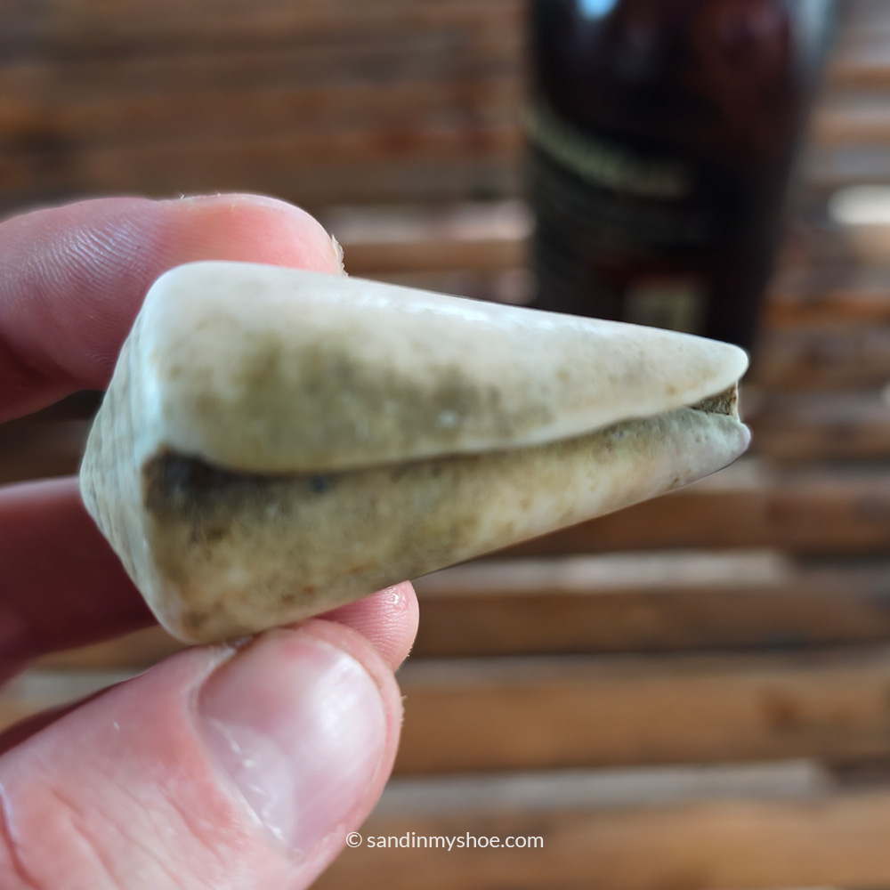Empty cone snail shell.