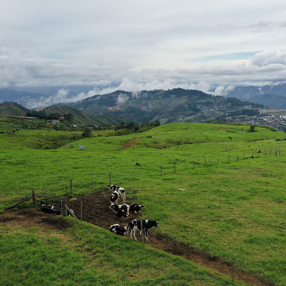 Cows on a green field in Kundasang, Borneo
