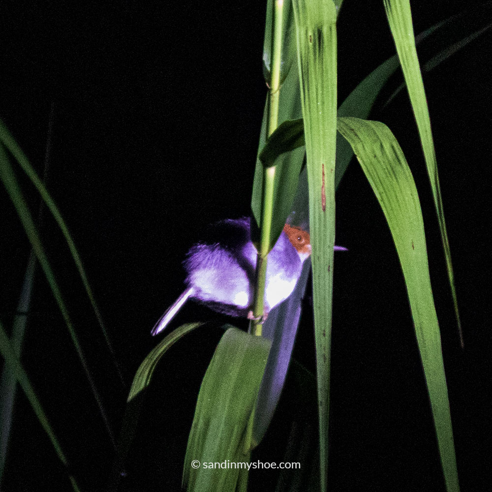 Unknown bird spotted during a Kinabatangan night cruise.