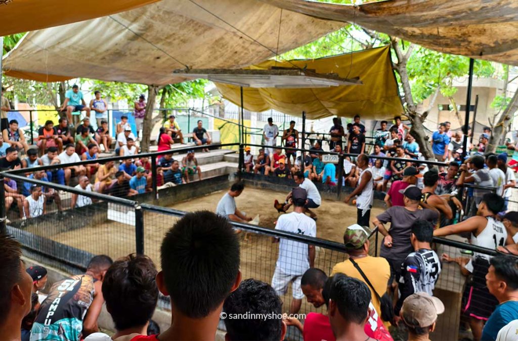 cockfight arena