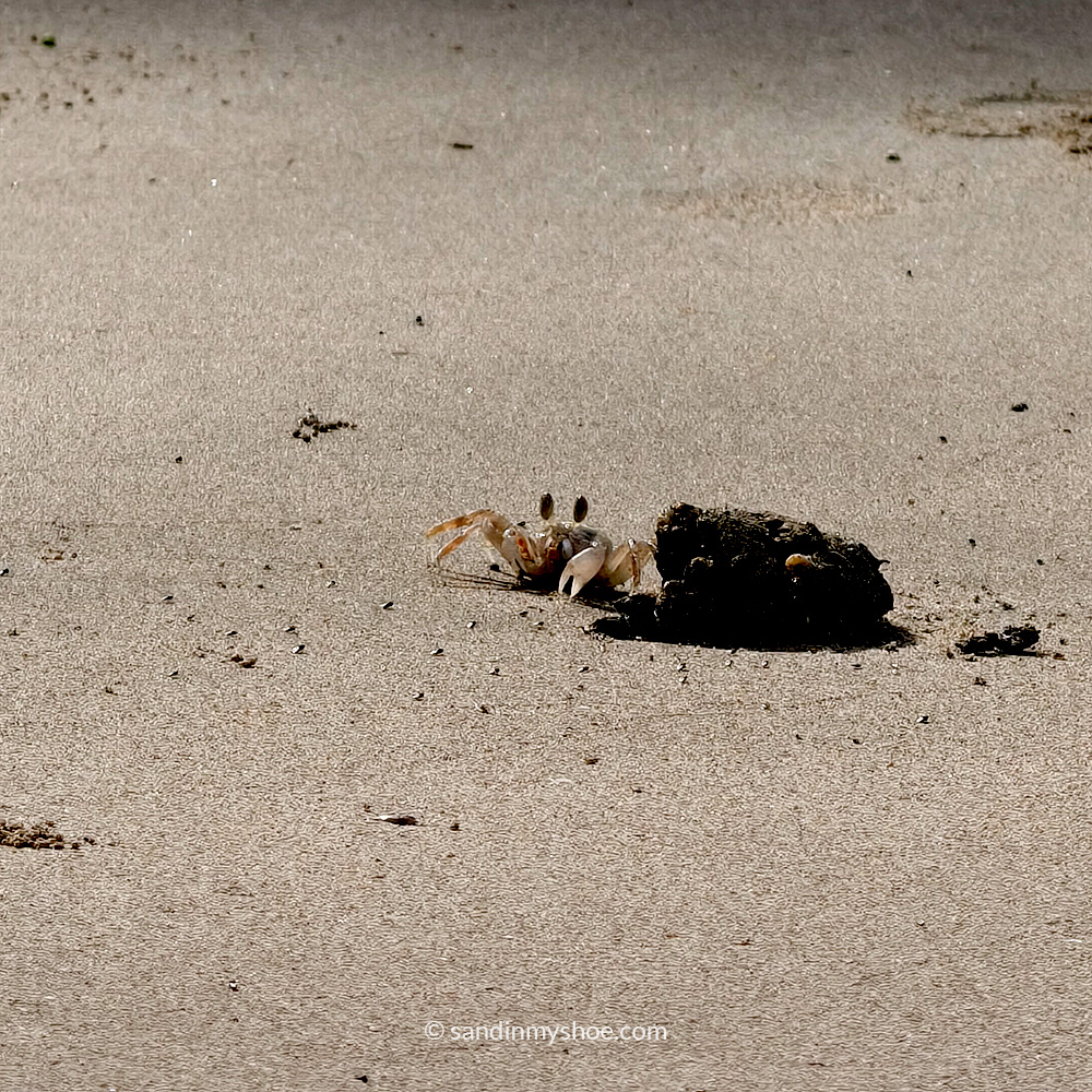 A crab on the beach.