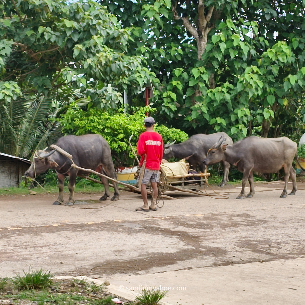 Buffalos wandering the streets with their caretaker in a village in northern Palawan.