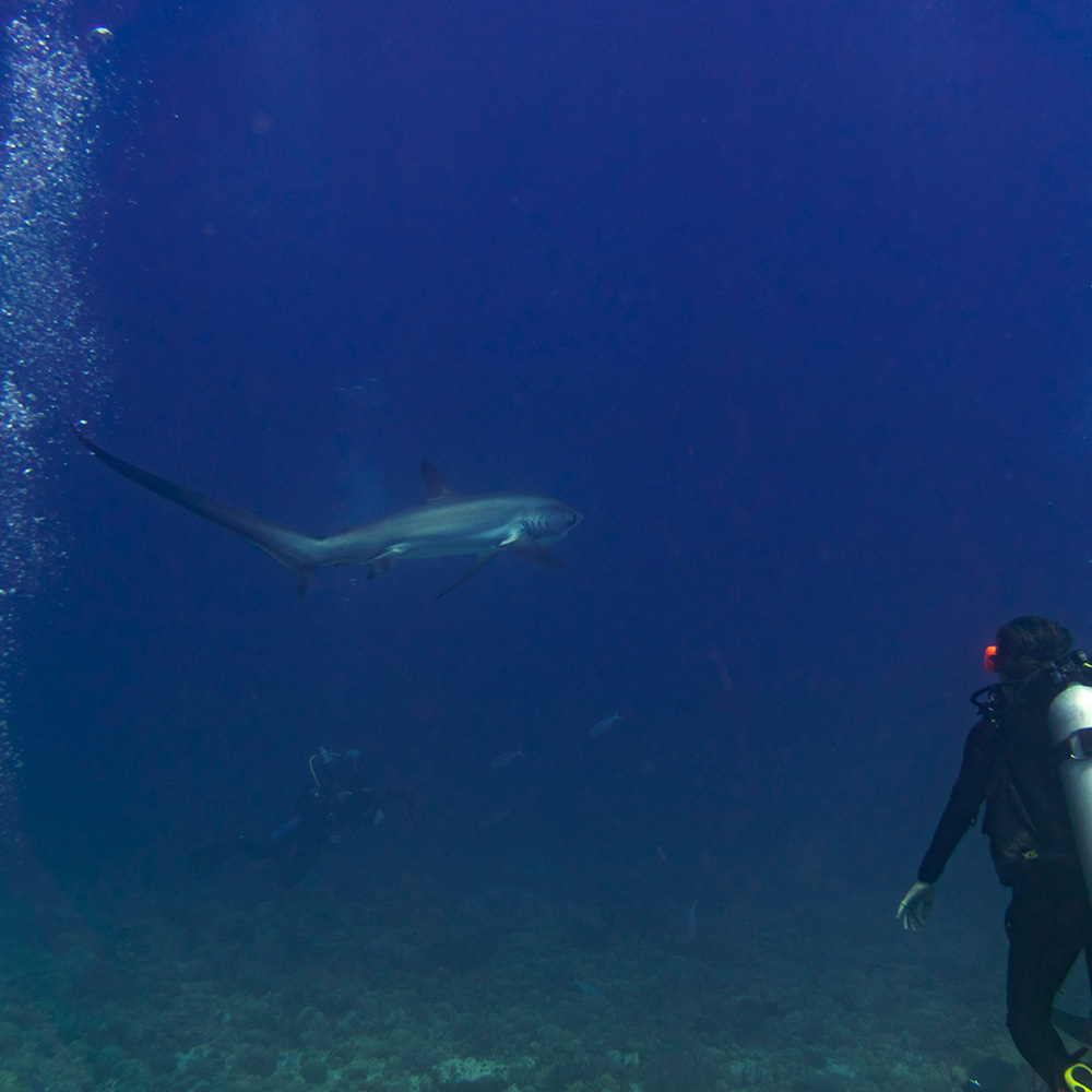 Thresher shark in Monad Shoal.