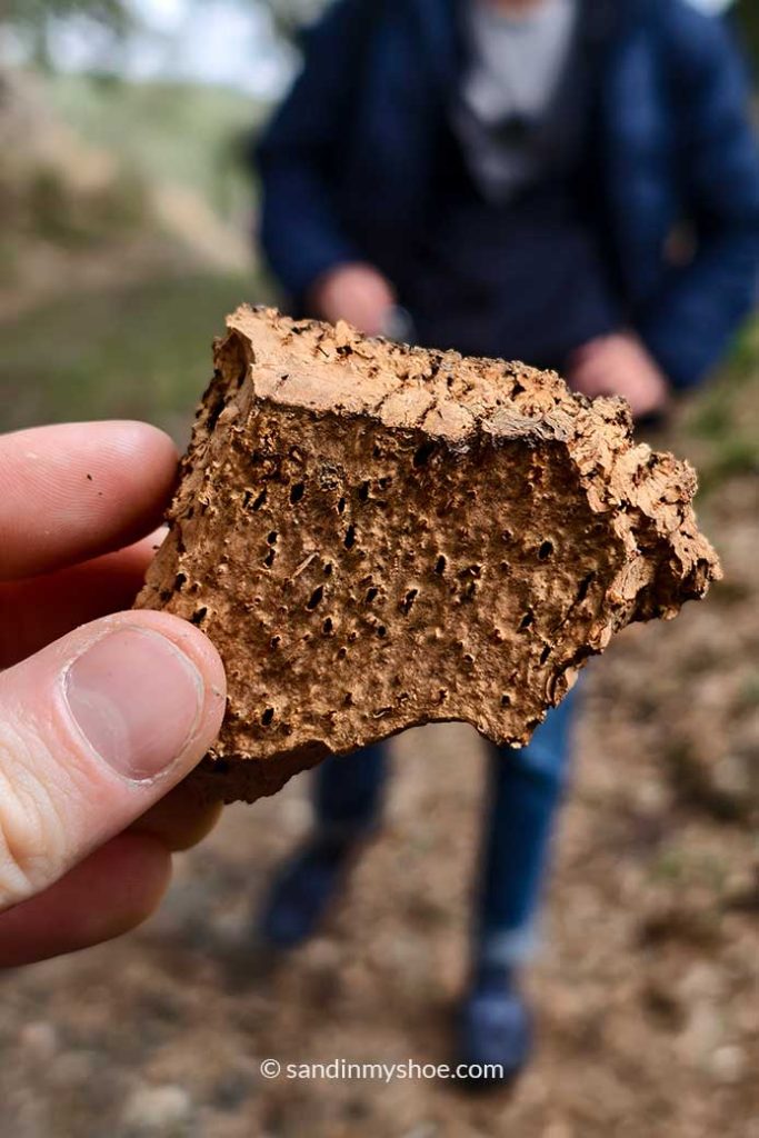 Piece of cork from a cork tree.