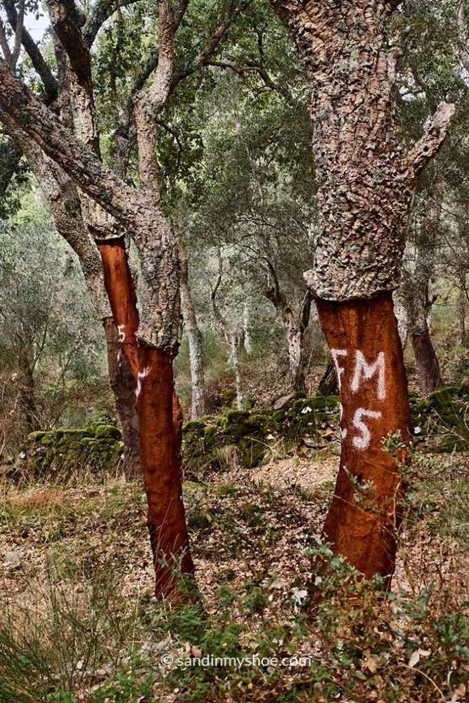 A couple of cork trees in Marvão that have been harvested.