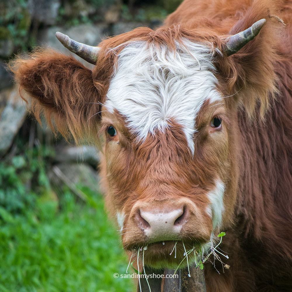 Cute cow keeping an eye on us hikers.