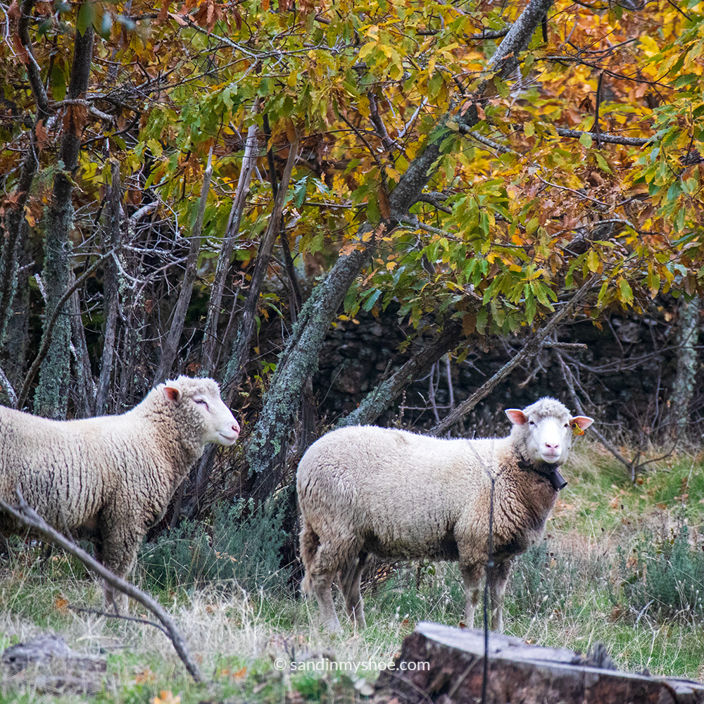 Two sheep standing in the meadow in Marvão.