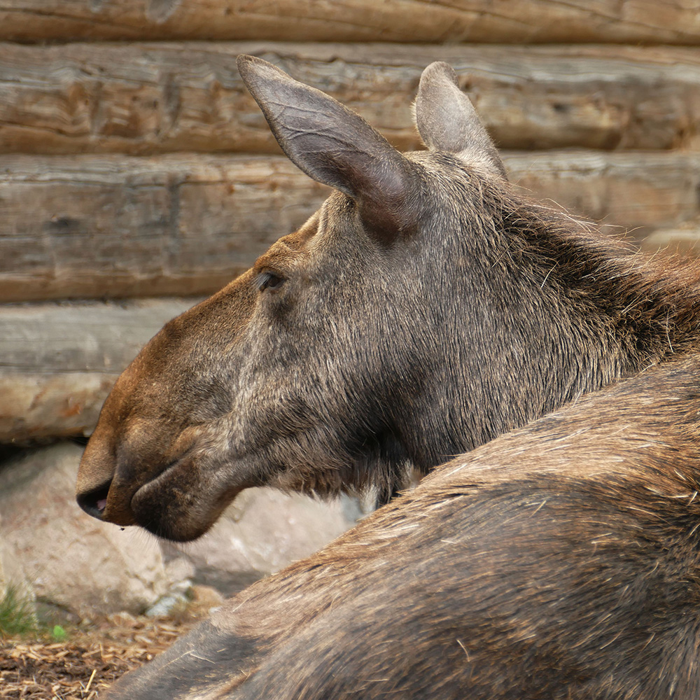 A moose in Skansen.