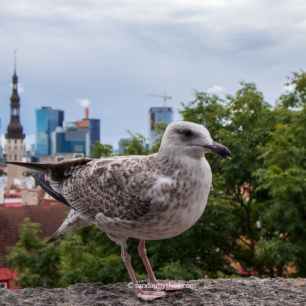 Seagull waiting for food at a viewpoints in Tallinn.