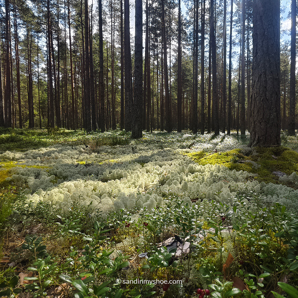 Cloud-like moss found along the path.